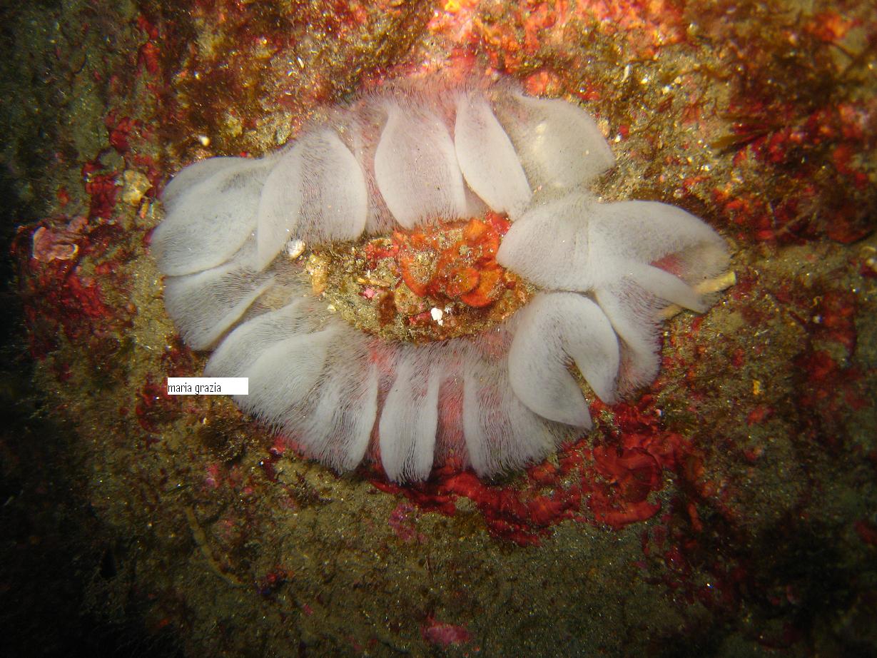 Riproduzione Discodoris atromaculata